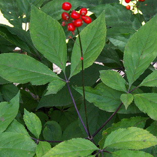Panax Ginseng Leaf Extract