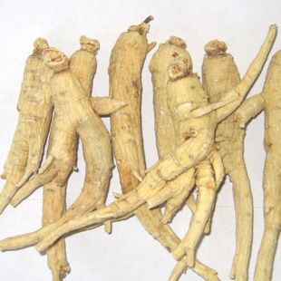 Panax Ginseng Root Extract