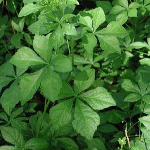 Siberian Ginseng Extract