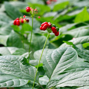Panax Ginseng Berry Extract