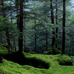 Pine Bark Extract