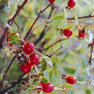 Rose hip Extract