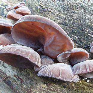 Auricularia auricula polysaccharide