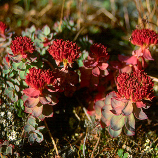 Rhodiola Extract - Salidroside