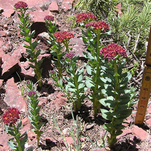 Rhodiola Extract - Rosavin