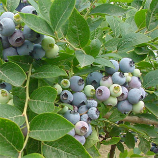 Blueberry Extract