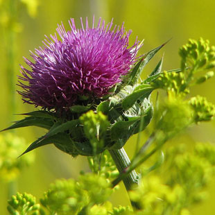 Milk Thistle Extract - Silymarin - Silymarine