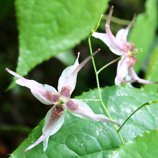Epimedium Extract Powder